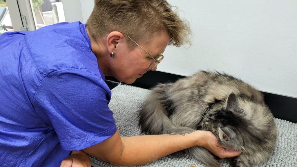 Veelgemaakte Fouten Kattentrimmen De Kattenstudio