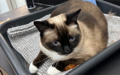 Waarom kattenwelzijn in mijn trimsalon zoveel meer is dan alleen “even kammen”