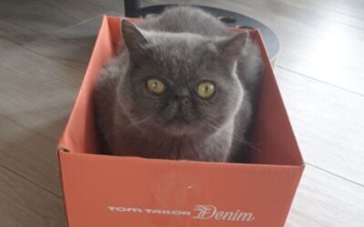 Verhuizen met kat Hummer: een avontuur op zich