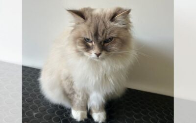 Wat verandering in huis kan betekenen voor je kat en haar vacht: het verhaal van Luna